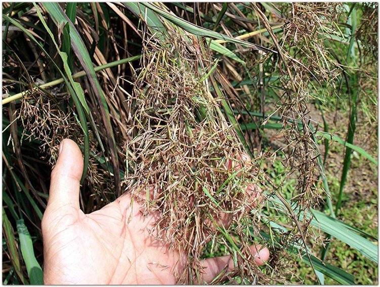 Sả, cỏ sả, lá sả, sả chanh, hương mao (Cymbopogon nardus Rendl (Sả), Cymbopogon flexuosus. Stapf)