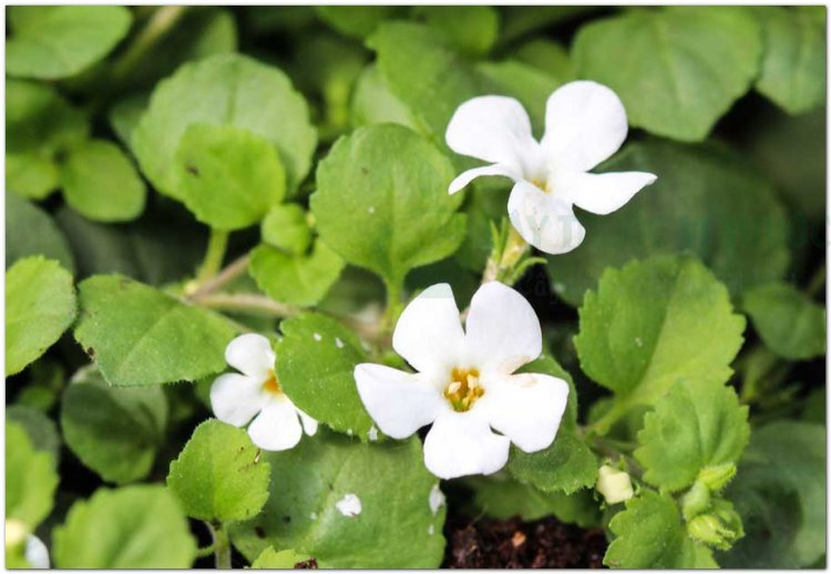 Cây Ruột gà, rau đắng, rau sam trắng, rau sam đắng, ba kích (Bacopa monnieri (L.) Pennell, Herpestis monniera (L.) H. B. K (Gratiola monniera L. , Septas repens Lour., Bramia Indica Lamk))