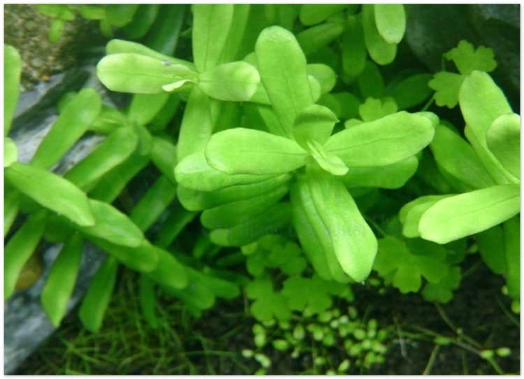 Cây Ruột gà, rau đắng, rau sam trắng, rau sam đắng, ba kích (Bacopa monnieri (L.) Pennell, Herpestis monniera (L.) H. B. K (Gratiola monniera L. , Septas repens Lour., Bramia Indica Lamk))