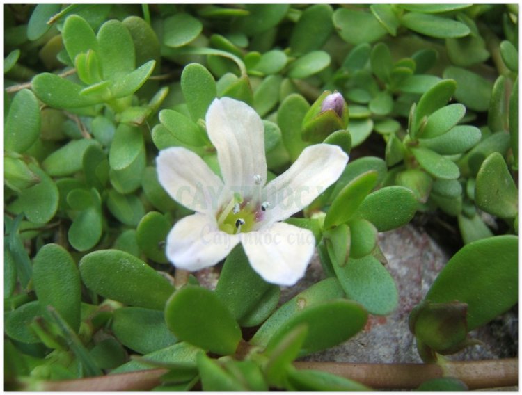 Cây Ruột gà, rau đắng, rau sam trắng, rau sam đắng, ba kích (Bacopa monnieri (L.) Pennell, Herpestis monniera (L.) H. B. K (Gratiola monniera L. , Septas repens Lour., Bramia Indica Lamk))