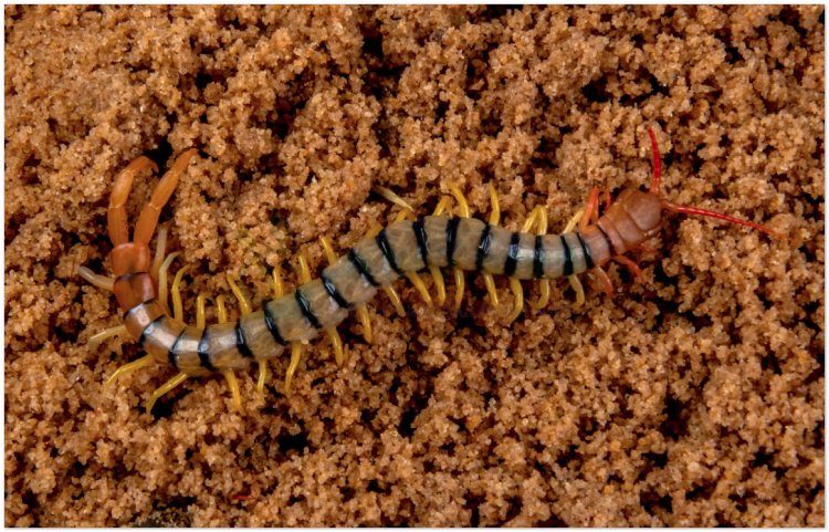 Con Rết, ngô công, thiên long, bách túc trùng, bách cước (Scolopendra morsitans L)