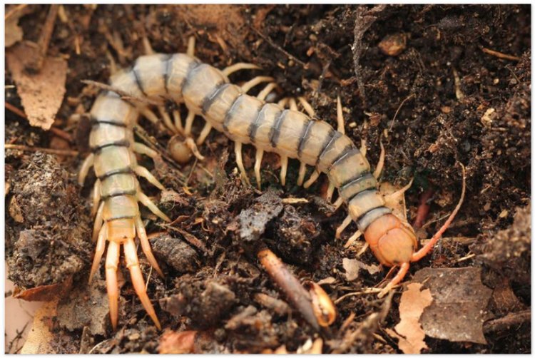 Con Rết, ngô công, thiên long, bách túc trùng, bách cước (Scolopendra morsitans L)