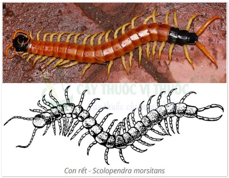 Con Rết, ngô công, thiên long, bách túc trùng, bách cước (Scolopendra morsitans L)