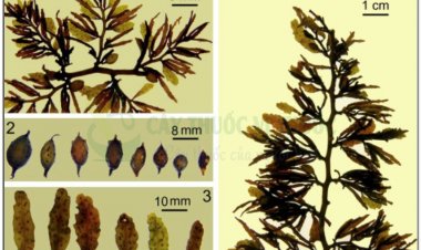 Rong mơ, rau mã vĩ, rau ngoai, rau mơ, hải tảo, rong biển (Sargassum, Herba Sargassi. Rong mơ hay rau mơ (Sargassum hoặc Herba Sargassi))