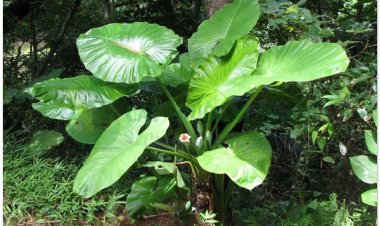 Ráy, cây ráy dại, dã vu (Alocasia odora (Roxb) C. Koch. (Colocasia macrorhiza Schott))
