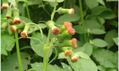 Rau tàu bay, kim thất, (Gynura crepidioides Benth (Crassocephalum crepidioides))