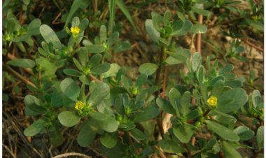 Rau sam, mã xỉ hiện, pourpier (Portulaca oleracea L, Herba Portulacae)