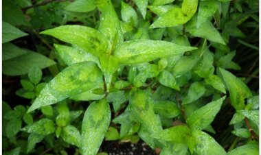 Rau răm, thuỷ liễu, chi krassang tomhom, phăk phèo (Polygonum odoratum Lour)