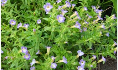 Rau om, ngổ om, mò om, ngổ, ma am (Limnophila aromatica (Lamk.) Merr)