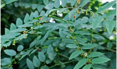 Rau ngót, bồ ngót, bù ngót, hắc diện thần (Sauropus androgynus (L) Merr)