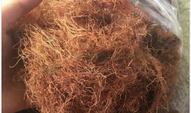 Râu ngô (Stigmata maydis, Styli et Stigmata Maydis)