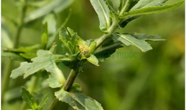 Rau ngổ, rau ngổ thơm, rau ngổ trâu, cúc nước, phak hom pom (Enydra fluctuans Lour. (Hingtsha repens Roxb. Tetractis paludosa Blume))