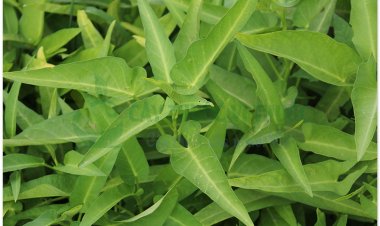 Rau muống, bìm bìm nước, tra kuôn (Ipomoea reptans (L.) Poir. Ipomoea aquatica Forsk)
