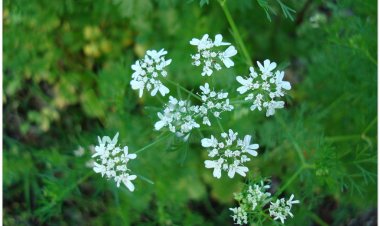 Rau mùi, hồ tuy, hương tuy, nguyên tuy, ngò, ngổ, ngổ thơm, coriandre, coriande (Coriandrum sativum L)