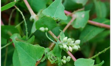 Rau má ngọ, rau sông chua dây, thồm lồm gai, giang bản quy (Polygonum perfoliatum L)