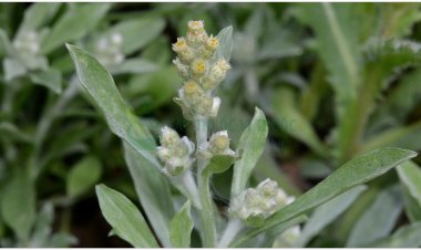 Rau khúc, khúc nếp, rau khúc Ấn Độ, thử cúc thảo (Gnaphalium indicum L)