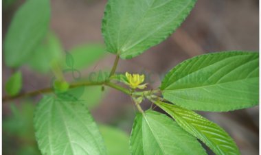 Rau đay, rau đay quả dài, Corète potagère (Corchorus olitorius L)