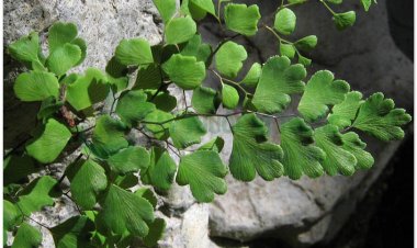 Ráng trắc, đuôi chồn, thiết tuyến thảo, thạch trường sinh, capilaire de Montpellier, cheveux de Venus (Adiantum capillus-veneris L. (A. capillus-Sw., A. emarginatum Bory))