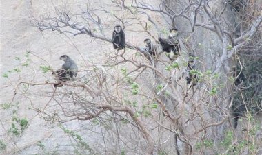 Pháp luật quy định như thế nào về việc bảo vệ thực vật rừng, động vật rừng nguy cấp, quý, hiếm?