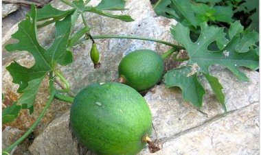 Qua lâu nhân, cây qua lâu, Thiên hoa phấn (Semen Trichosanthis, Trichosanthes như Trichosanthes kirilowii Maxim, Trichosanthes multiloba Miq)