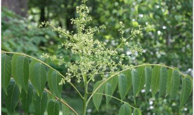 Phượng nhỡn thảo, Faux vernis du Japon, Ailante (Ailantus glandulosa Desf)