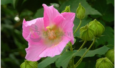 Phù dung, mộc liên, địa phù dung (Hibiscus mutabilis L. (Hibiscus sinensis Mill))