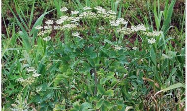 Phòng phong, Xuyên phòng phong, thiên phòng phong, Vân phòng phong (Ledebouriella seseloides Wolff)