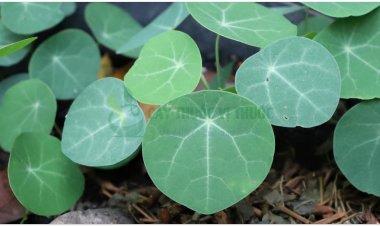 Phấn phòng kỷ, phòng kỷ, Quảng phòng kỷ, Hán trung phòng kỷ, Mộc phòng kỷ (Stephania tetrandra S. Moore, Aristolochia westlandii Hemsl, Aristolochia heterophylla Hemsl)