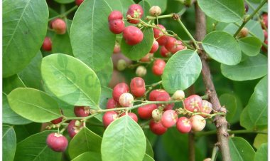 Phèn đen, nỗ, diệp hạ châu mạng (Phyllanthus reticulatus Poir)