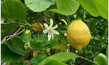 Phật thủ, phật thủ phiến, phật thủ cam (Citrus medica L.var. sarcodactylis Sw. (Citrus medica L. var. digitata Riss.))