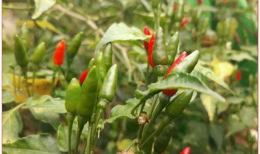 Cây Ớt, ớt tàu, ớt chỉ thiên, ớt chỉ địa, lạt tiêu (Capsicum annuum L)