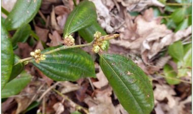 Ô dược, cây dầu đắng, ô dược nam (Lindera myrrha (Lour.) Merr. (Laurus myrrha Lour., Litsea trinervia Pers., Tetranthera trinevia Spreng., Daphnidium myrrha Nees.))