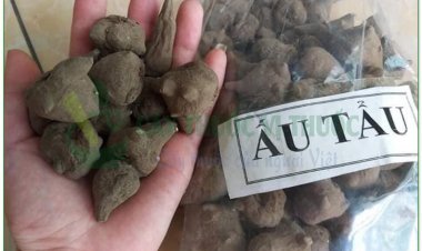 Ô đầu Việt Nam, củ gấu tàu, củ ấu tàu, cố y (Aconitum fortunei Hemsl., (Aconitum sinense Sieb., Aconitum kusnezoffii Reichb var bodinieri Fin. et Gagnep))