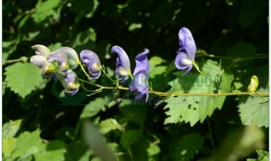 Ô đầu Trung Quốc, xuyên ô, thảo ô (Aconitum sinense Paxt)