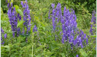 Âu ô đầu, Aconit napel (Aconitum napellus L)