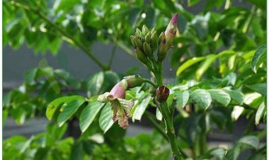 Núc nác, so đo thuyền, lin may, mộc hồ điệp, ung ca, nam hoàng bá, hoàng bá nam, thiêu tầng chỉ, bạch ngọc nhi, thiên trương chỉ (Oroxylum indicum (L.), Vent (Bignonia indica L., Calosanthes indica Blume))