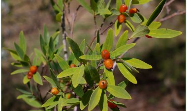 Niệt gió, gió niệt, gió cánh, gió miết, gió chuột, liễu kha vương, lĩnh nam nguyên hoa, cửu tin thảo, sơn miên bì, địa ba ma, độc ngư đằng (Wikstroemia indica C. A. Mey. (Wiksiroemia viridiflora Meissn; Daphne cannabina Lour.))