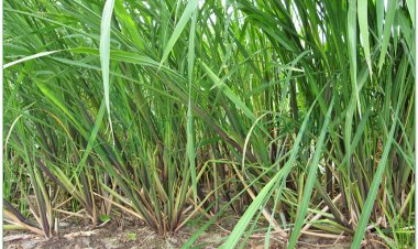 Niễng, cô mễ, giao cẩu, lúa miêu, củ niễng, giao bạch tử (Zizania latifolia Turcz (Zizania aquatica L., Zizania dahurica Steud, Hydropyrum latifolium Griseb., Limnochloa caduciflora Turcz.))