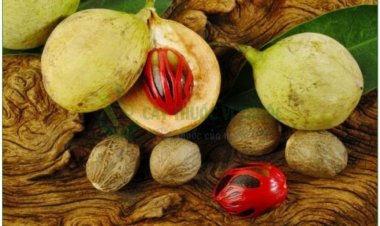 Nhục đậu khấu, nhục quả, ngọc quả, muscade, noix de muscade (Myristica fragrans Houtt)