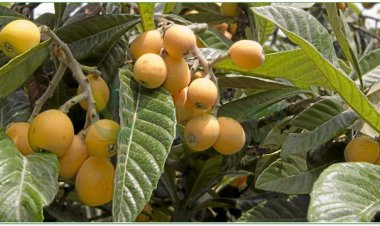 Nhót tây, phì phà, nhót Nhật Bản, tỳ bà diệp (Eriobotrya japonica Lindl)