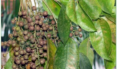 Nhội, thu phong, ô dương, trọng dương mộc (Bischofia trifoliata (Roxb.) Hook.f. (Bischofia javanica Blume, Andrachne triofiata Roxb.))