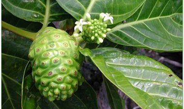 Nhàu, cây ngao, nhau núi, nhàu rừng (Morinda citrifolia L)
