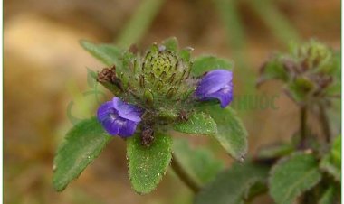 Cây nhân trần Việt Nam, Cây nhân trần bồ bồ, Cây nhân trần Trung Quốc (Adenosma caeruleum, Adenosma capitatum, Adenosma bracteosum, Artemisia capillaris)