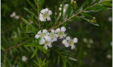 Chổi sể, Chổi xuể, cây chổi sể, thanh hao (Baeckea frutescens L)