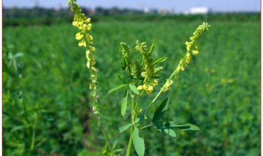 Nhãn hương, kiều đậu (Melilotus suaveolens Ledeb)