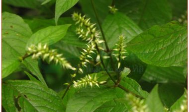 Ngưu tất, cây cỏ xước, hoài ngưu tất (Achyranthes hidentata Blume)