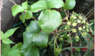 Ngũ gia bì, xuyên gia bì, thích gia bì, ngũ gia bì gai (Acanthopanax aculeatus Seem (Acanthopanax aculeatum Hook. Acanthopanax trifoliatus (L). Merr.))