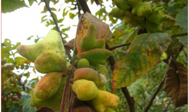 Ngũ bội tử, bầu bí, măc piêt, bơ pật (Galla sinensis)