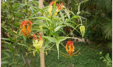 Ngọt nghẹo, nghẽo nghọt, roi, cỏ củ nhú nhoái, vinh quang rực rỡ, phan ma ha (Gloriosa superba L, Gloriosa simplex Don.)
