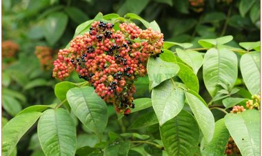 Ngô thù du, thù du, ngô vu (Evodia rutaecarpa (Juss) Benth)